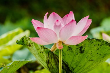 çiçek çiçek lotus çiçek odak