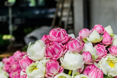 Bush zambak güzel dekoratif saksı.