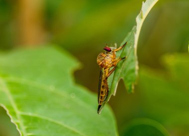 Roberfly yeşil yaprak üzerinde makro