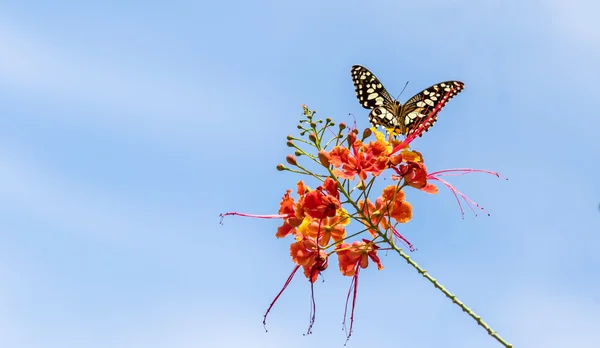 Butterfly caught red flowers Blue sky as background — Stock Photo, Image