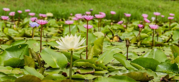 Kwiat lotosu kwiat fokus na kwiat — Zdjęcie stockowe