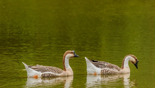 Grey Goose swimming in a large pond. — Stock Photo, Image