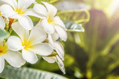 Frangipani, beyaz arka plan üzerinde Plumeria