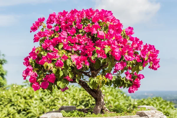 pembe Begonviller bonsai