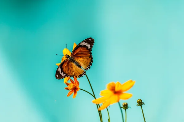 Closeup butterfly on flower (Common tiger butterfly) — Stock Photo, Image