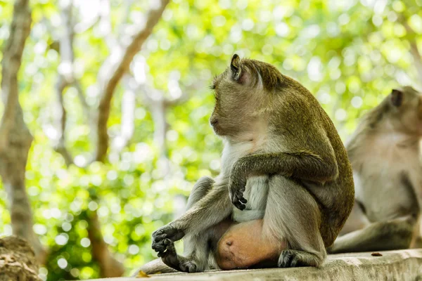 Monyet hidup di hutan alam Thailand. . — Stok Foto