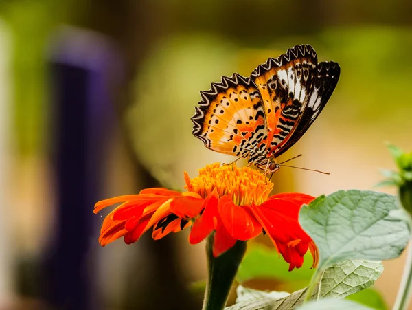 赤花 feedin にもたらされる美しい湾ツマグロヒョウモン蝶 — ストック写真