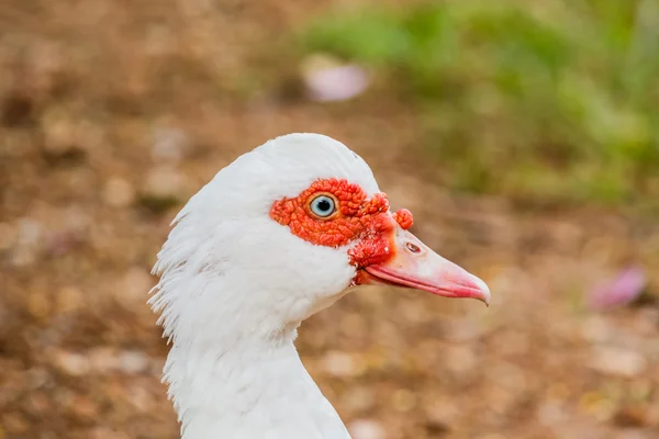 Белая утка — стоковое фото
