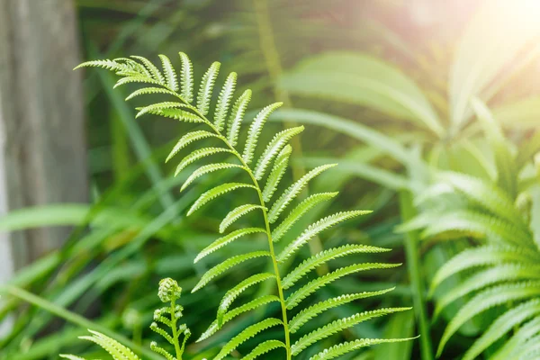 Pakis Beautyful daun dedaunan hijau bunga alami pakis . — Stok Foto