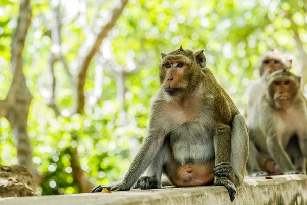 Monyet hidup di hutan alam Thailand. . — Stok Foto