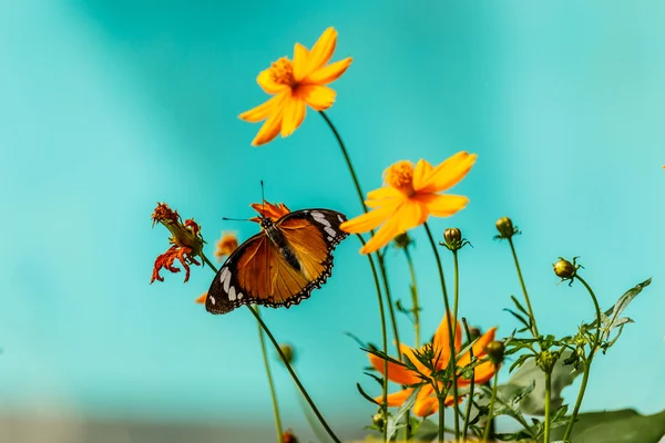 Closeup butterfly on flower (Common tiger butterfly) — Stock Photo, Image