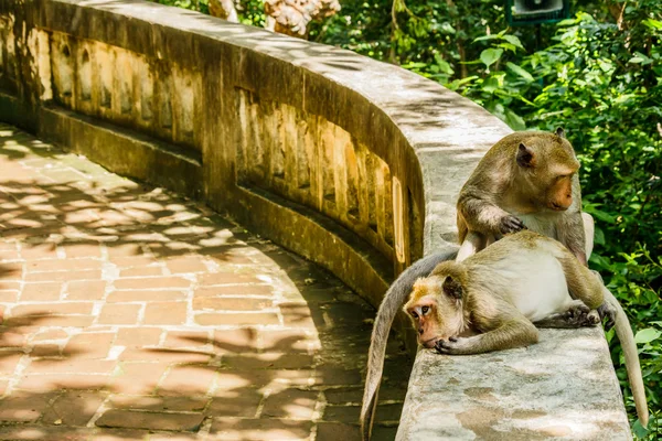 Monyet hidup di hutan alam Thailand. . — Stok Foto