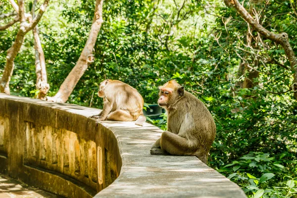 Monyet hidup di hutan alam Thailand. . — Stok Foto