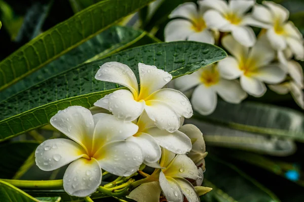 Frangipani, Plumeria sobre fundo branco — Fotografia de Stock