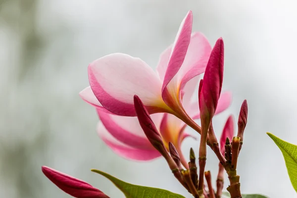 Plumeria flower pink and white frangipani tropical flower, plume — Stock Photo, Image