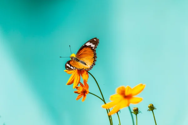 Closeup butterfly on flower (Common tiger butterfly) — Stock Photo, Image