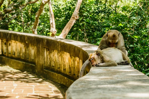 Monyet hidup di hutan alam Thailand. . — Stok Foto