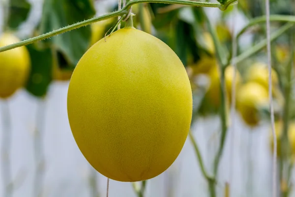 Żółty melon kantalupa uprawy w szklarni. — Zdjęcie stockowe