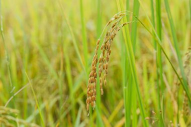 kulak pirinç tarlaları çeltik pirinç