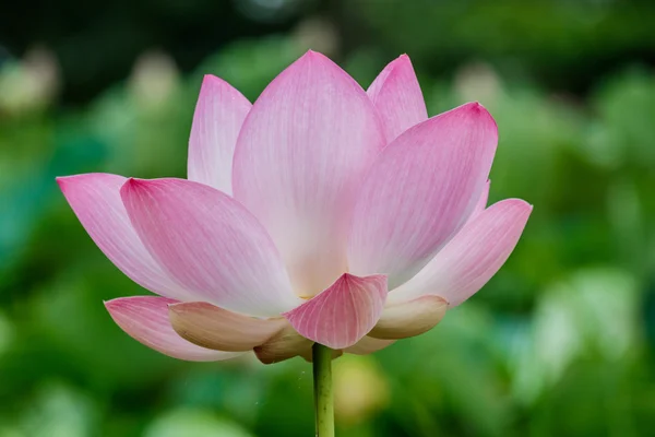 Fiore di loto e piante da fiore di loto — Foto Stock
