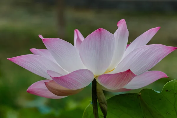 Fiore di loto e piante da fiore di loto — Foto Stock