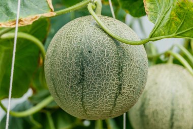 Kavun. Taze kavun ağacı üzerinde. seçici odak
