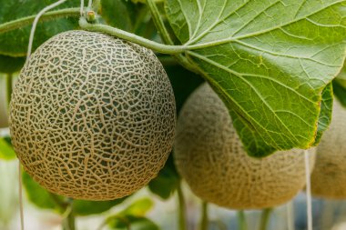 Kavun. Taze kavun ağacı üzerinde. seçici odak
