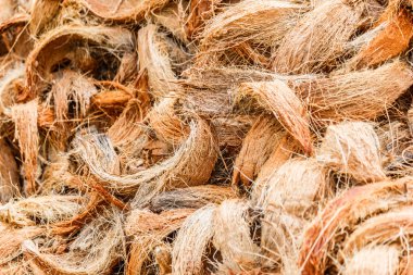 Closeup Hindistan cevizi Yen fiber doku arka planı için.