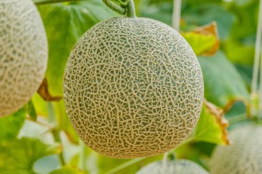 Kavun. Taze kavun ağacı üzerinde. seçici odak