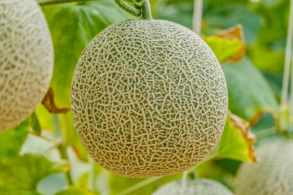 Cantaloup. Melon frais sur l'arbre. focus sélectif — Photo