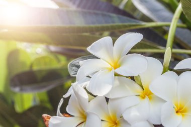 Frangipani, beyaz arka plan üzerinde Plumeria
