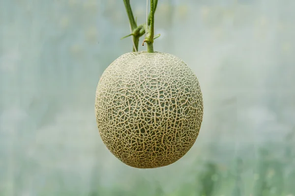 Kantalupa. Świeży melon na drzewo. Selektywny fokus — Zdjęcie stockowe