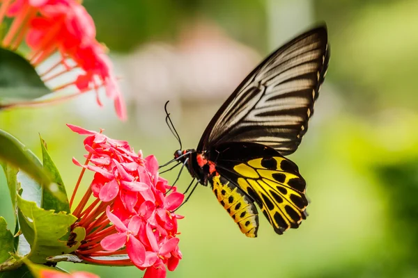 아름 다운 걸프 Fritillary 나비 노란 꽃 비에 인 한 — 스톡 사진