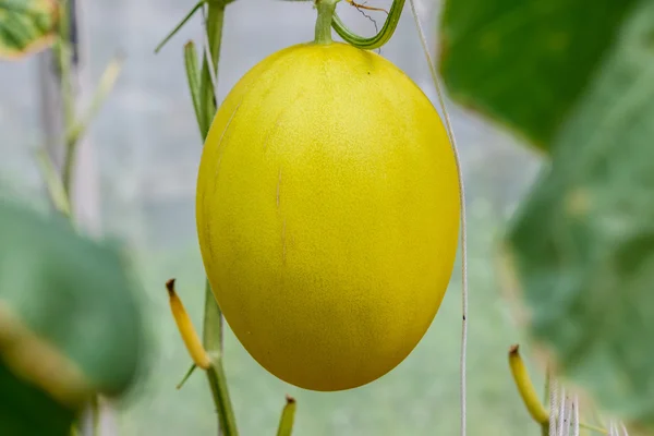 Gul cantaloupemelon växer i ett växthus. — Stockfoto