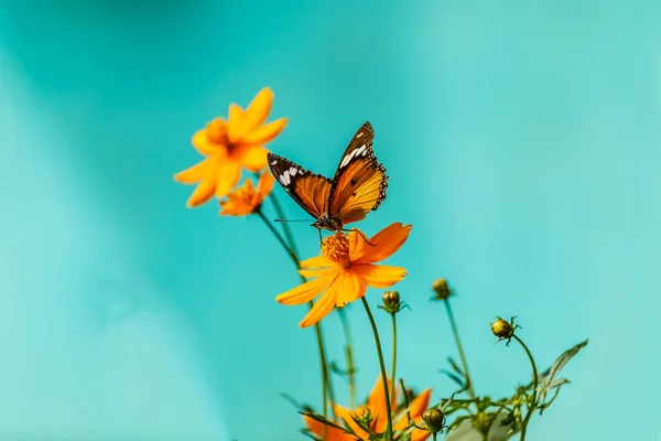 Kupu-kupu closeup pada bunga (Common tiger butterfly ) — Stok Foto