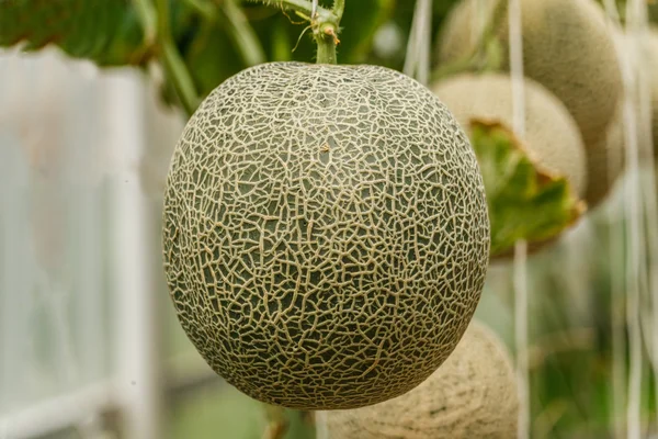 Cantaloupe. Melón fresco en el árbol. enfoque selectivo — Foto de Stock