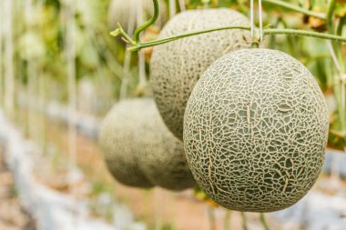 Kavun. Taze kavun ağacı üzerinde. seçici odak