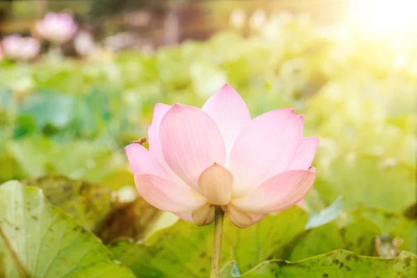 Lotusblume und Lotusblume Pflanzen — Stockfoto