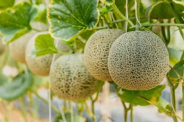 Cantaloupe. Melón fresco en el árbol. enfoque selectivo — Foto de Stock