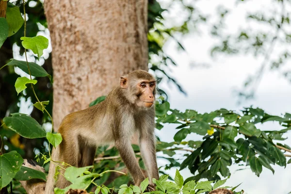 Monyet lucu, monyet lucu tinggal di hutan alami Thailand. — Stok Foto