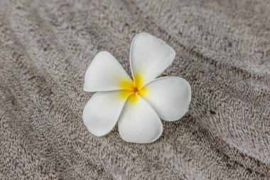 Plumeria eski ahşap doku Vintage sesi 