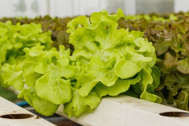 Toprak olmadan büyüyen organik sebze.