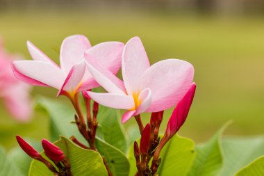 Plumeria pembe ve beyaz frangipani tropikal çiçek çiçek, tüy