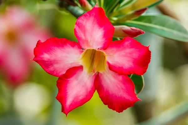 Közelkép Impala Lily vagy sivatagi Rózsa vagy ál Azalea — Stock Fotó