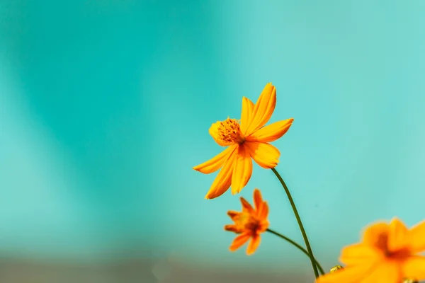 Fleurs jaunes, fond naturel d'été, image floue , — Photo