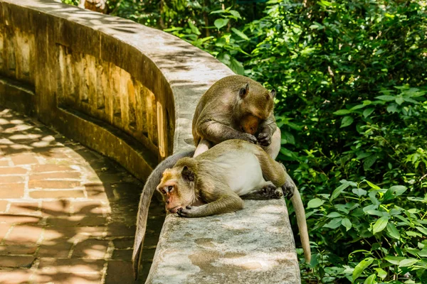 Monyet hidup di hutan alam Thailand. . — Stok Foto