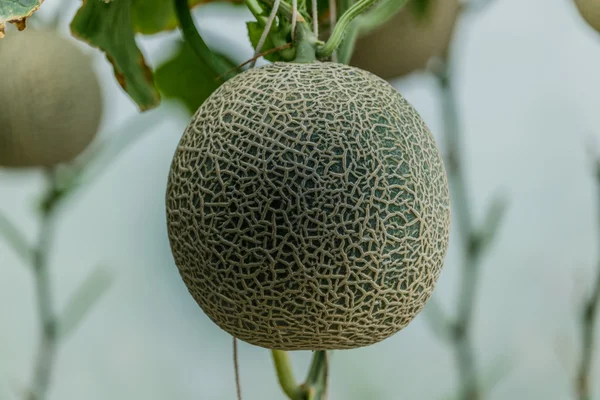 Cantaloupe. Melão fresco na árvore. foco seletivo — Fotografia de Stock