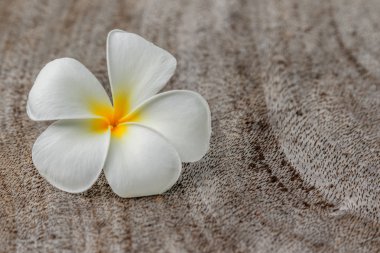 Plumeria eski ahşap doku Vintage sesi 