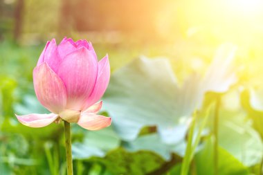 Lotus çiçeği ve lotus çiçek bitki