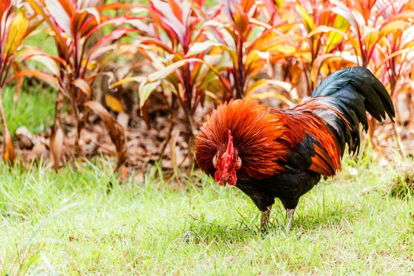 Galo colorido no fundo da natureza verde — Fotografia de Stock